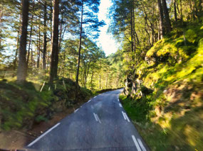 Beautiful drive through forest. No oncoming cars!
