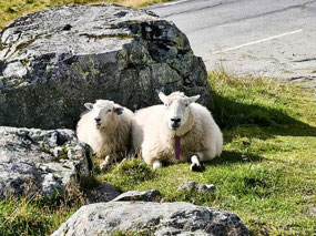 Greeted by two sheep basking in the sun
