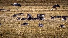 must have been a hundred cranes