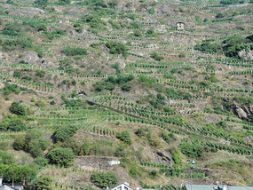 Vineyards - view on train Varenna to Tirano