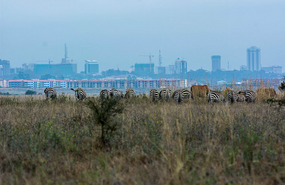 Animals with Nairobi Skyline