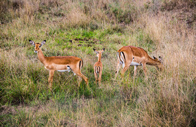 Impala - Nairobi National Park