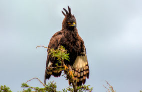 Long Crested Eagle - Nairobi National Park
