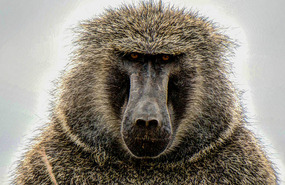 What a Face! -Olive Baboon 