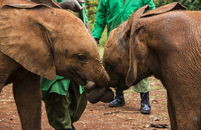 Sheldrick Elephant Orphanage - so cute!