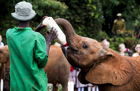 Sheldrick Elephant Orphanage - feeding