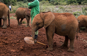 hovel favorite toy - Sheldrick 