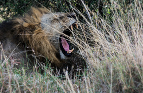 Big Yawn - Lion - Nairobi National Park