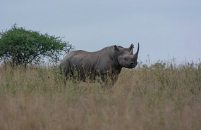 Black Rhino -ran off when we got near
