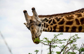 Don't Interrupt Dinner -  Nairobi National Pk