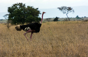 East African Ostrich has Pink Neck