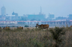 Eland with Nairobi Skyline