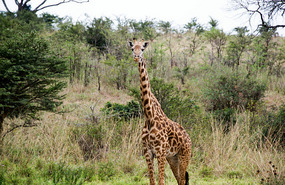 Maasai Giraffe 