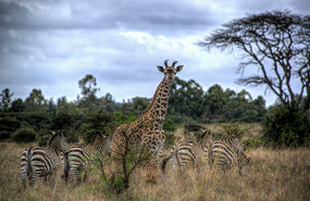 Hairy Ears on Young Giraffe