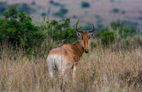 Hartebeest (cousin to Wildebeest)