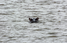 Hippo Eyes peeking above water 