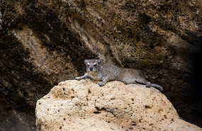 Hyrax - Nairobi National Park