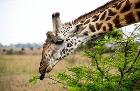 I'm Hungry -  Nairobi National Park