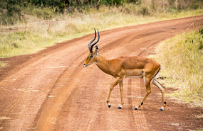 Impala - impressive horns on male