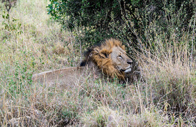 Lion lounging in grass - Nairobi National Pk