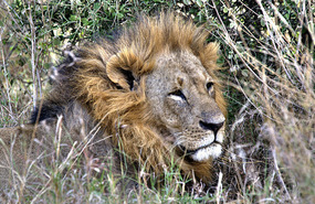 Lion - Nairobi Natl Pk