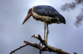 Marabou Stork - Nairobi National Park