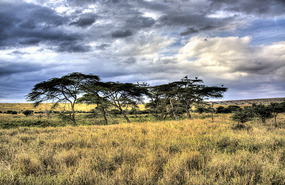 Marabou Stork in trees - Niarobi National Park 