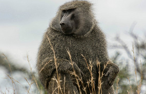 Olive Baboon - Nairobi National Park