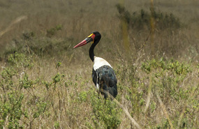 Saddle-Billed Stork - Nairobi Natl Pk