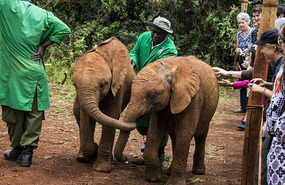 Sheldrick Elephant Orphanage - babies
