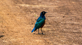 Superb Starling - vivid jewel colors!