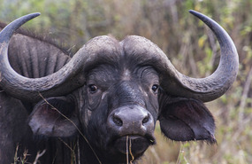  Water Buffalo -  dangerous & lots of them
