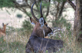 Waterbuck - Nairobi National Park