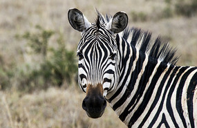 Zebra - Nairobi Natl Pk