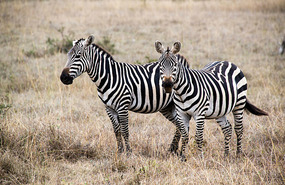 Zebras- Nairobi National park
