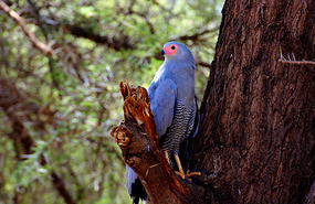 Blue Hawk  - Samburu National Park