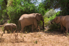 Can't believe Elephants this close to road.