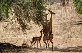Gerenuk (Long Neck Antelope)