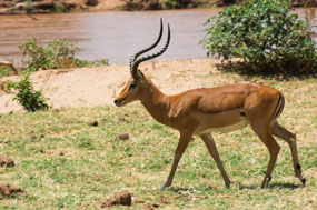 Impala