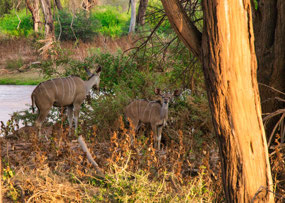 Kudu