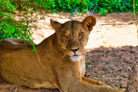 Lion - in the shade on a hot day