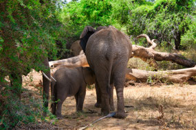 Mama and Baby