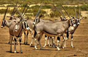 Oryx - Samburu National Park