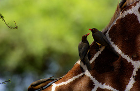 Oxpeckers on Reticulated Giraffe 