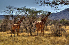 Reticulated Giraffes - Samburu National Pk