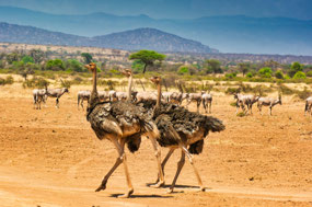 Somali Ostrich - in a line hurrying somehwere