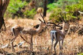 Thompson's Gazelles beautiful markings