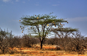 Weaver Bird Nests-like Xmas ornaments