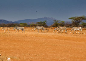 Zebras across the runway