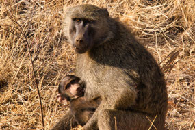 Baboon with her Baby